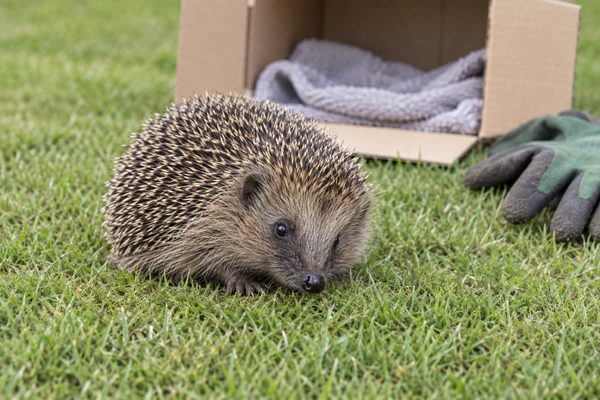 Ein junger Igel liegt am helllichten Tag ungeschützt auf einer kurz gemähten Rasenfläche; dahinter stehen ein offener Karton mit einem Handtuch und ein Paar Gartenhandschuhe bereit.