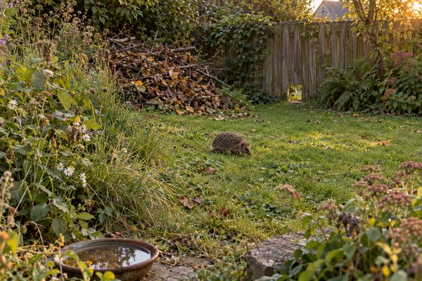 Blick über einen naturnahen Garten im Abendlicht: ein Igel quert den Rasen, links eine verwilderte Ecke mit hohen Gräsern, dahinter ein großer Laub- und Reisighaufen, im Zaun ein kleiner Durchschlupf und vorne eine flache Wasserschale.